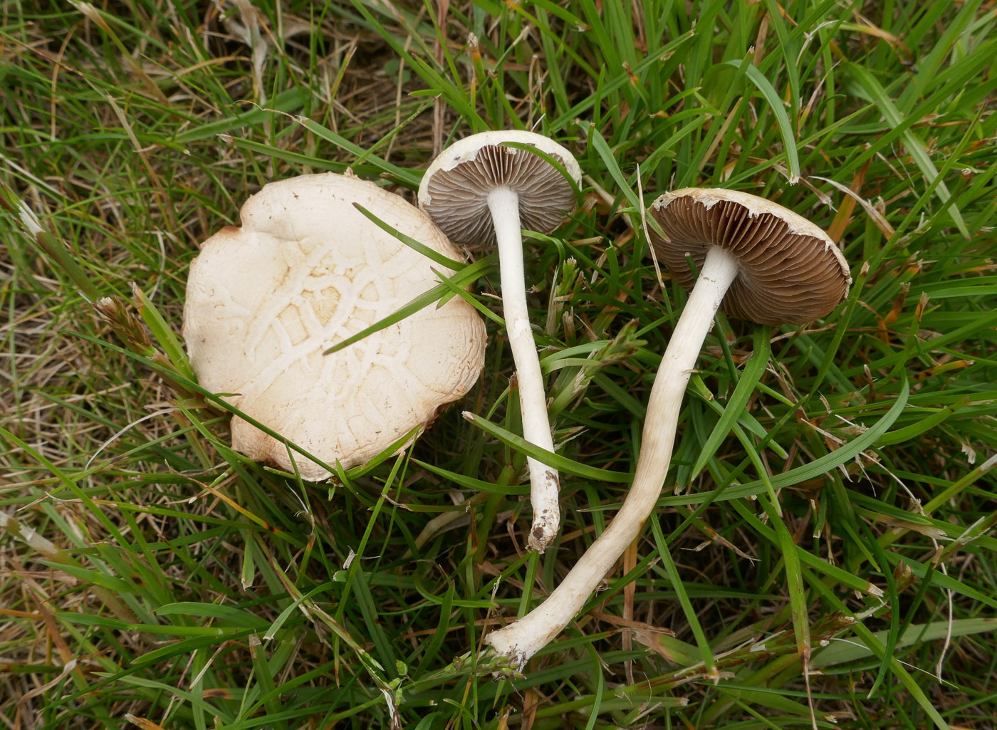 Photo by Jackie Ewan Agrocybe molesta by Jackie Ewan